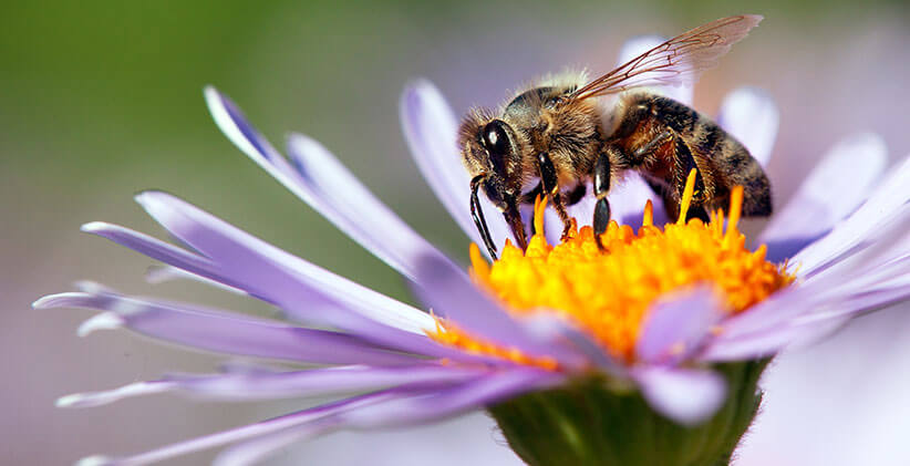 attirer-les-pollinisateurs-au-jardin