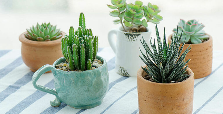 cactus-et-succulentes