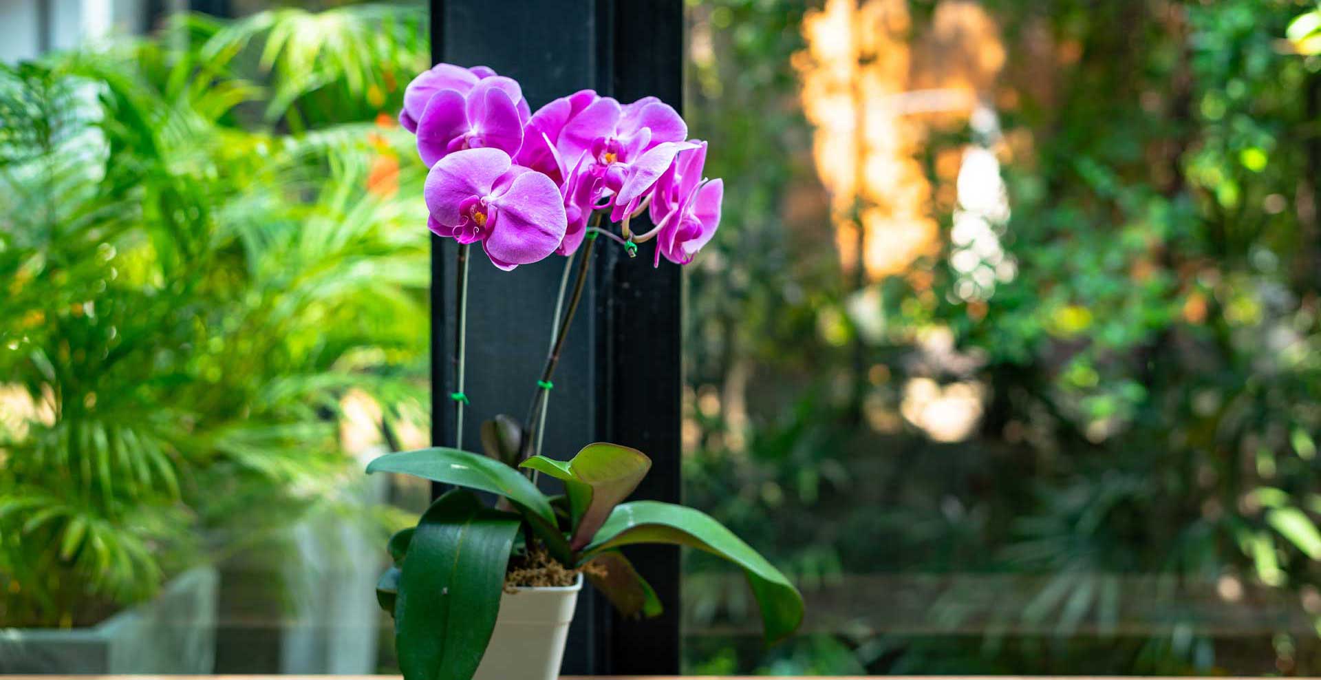 magnifique-orchidee