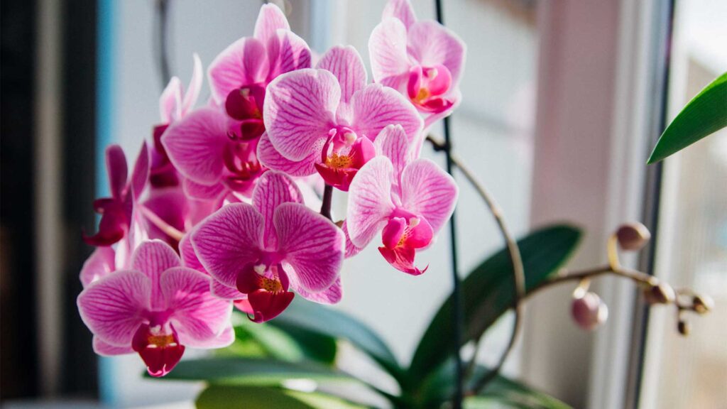 orchidee-papillon