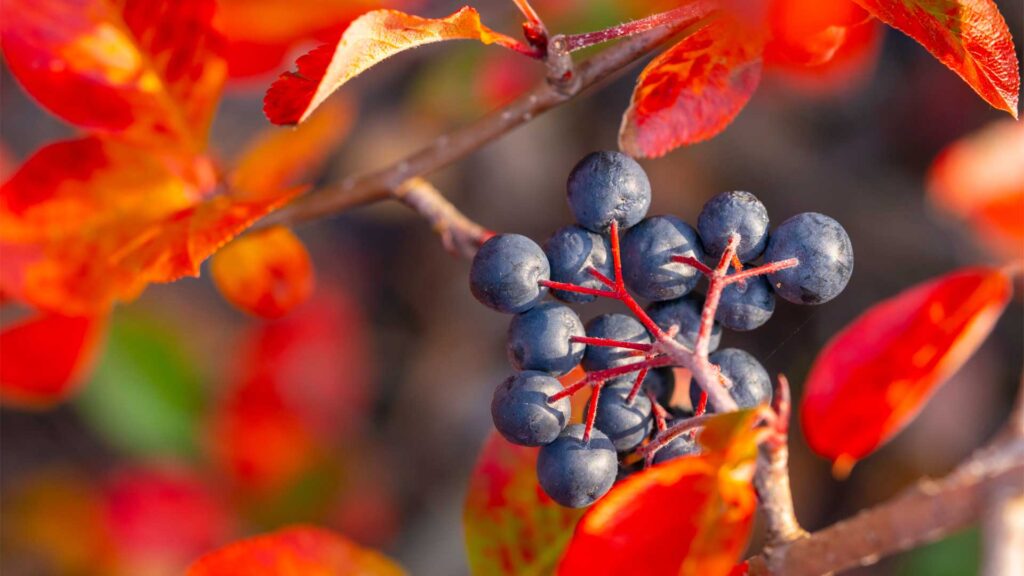 arbuste-aronia-berries-melanocarpa-black-chokeberry-growing
