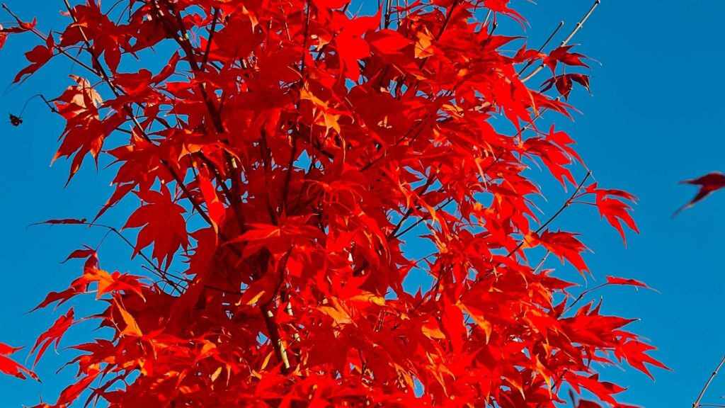 arbuste-colorful-fire-maple-acer-ginnala-autumn