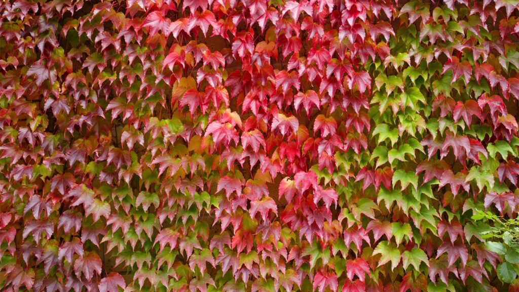 arbustes-autumn-red-foliage-boston-ivy-on