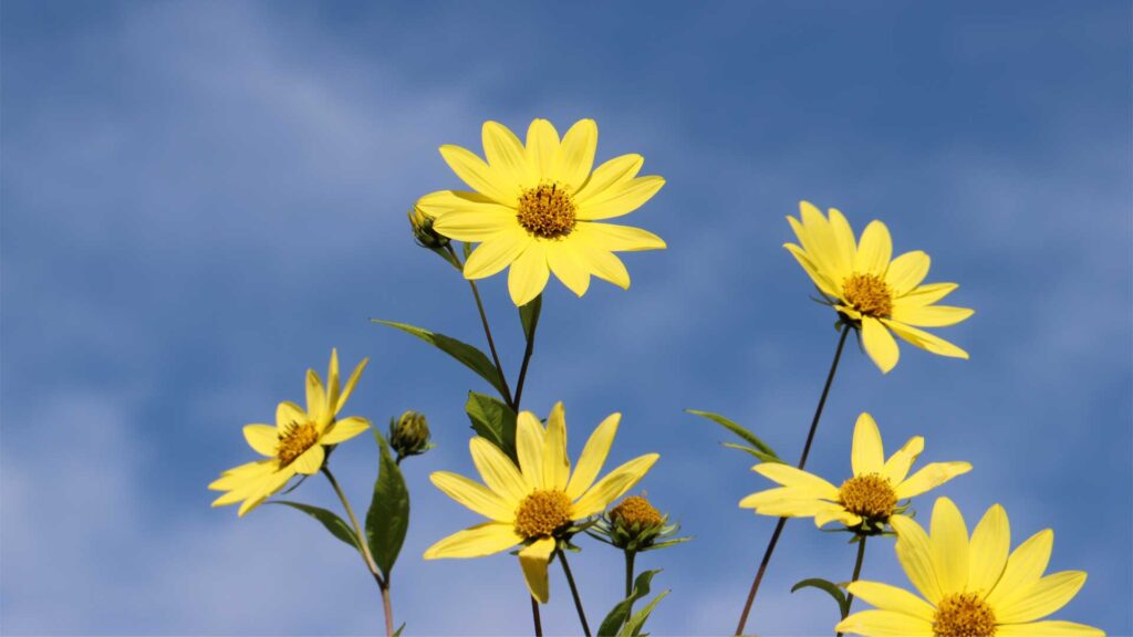 vivaces-sunflower