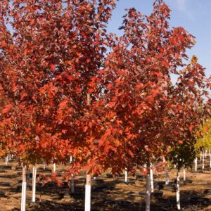 acer-freemanii-autumn-blaze