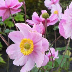 anemone-du-japon