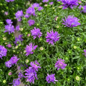 asters