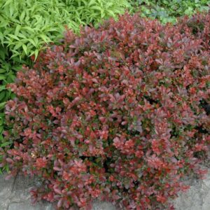 berberis-thunbergii-crimson-pygmy-rose-glow