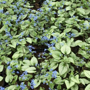 brunnera