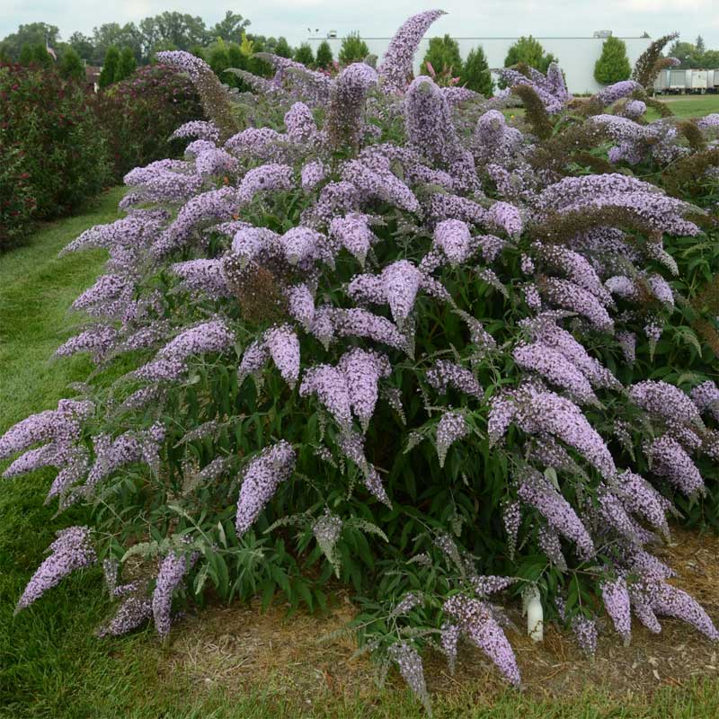 buddleia