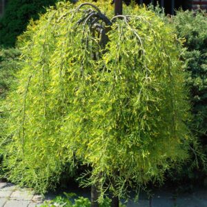 caragana-arborescens