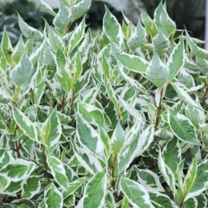 cornus-alba