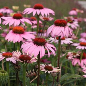 echinacees