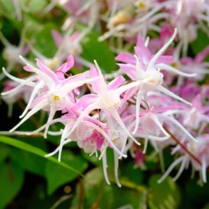 epimedium