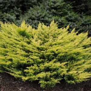 genevrier-horizontal