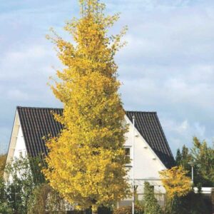 ginkgo-biloba-princeton-sentry