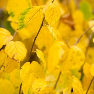 hamamelis-virginiana
