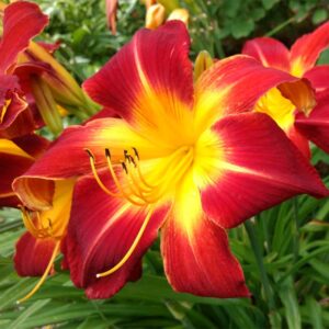 hemerocallis-lis-d-un-jour