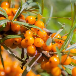 hippophae-rhamnoides-argousier
