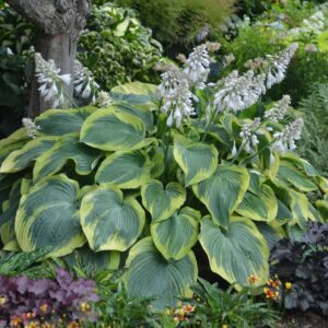 hostas