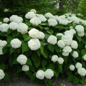 hydrangea-arborescens-annabelle