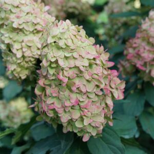 hydrangea-paniculata-limelight