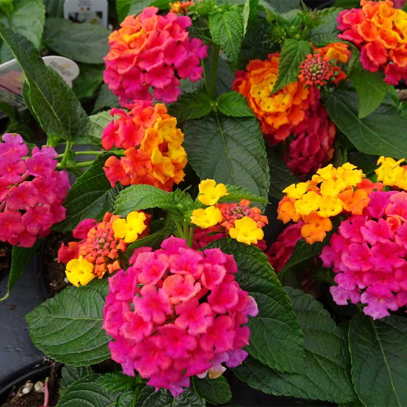 lantana