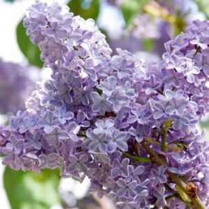 lilas-commun