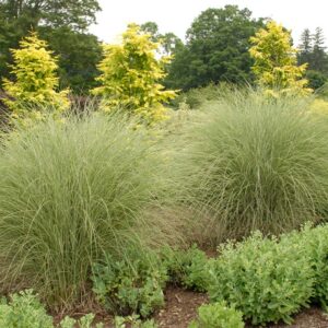 miscanthus-sinensis-morning-light