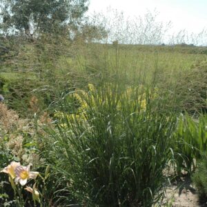 panicum-virgatum-heavy-metal