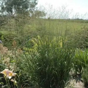 panicum-virgatum-heavy-metal