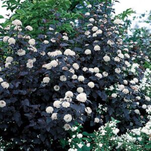 physocarpus-amber-jubilee-ou-diabolo