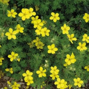 potentilla-fruticosa