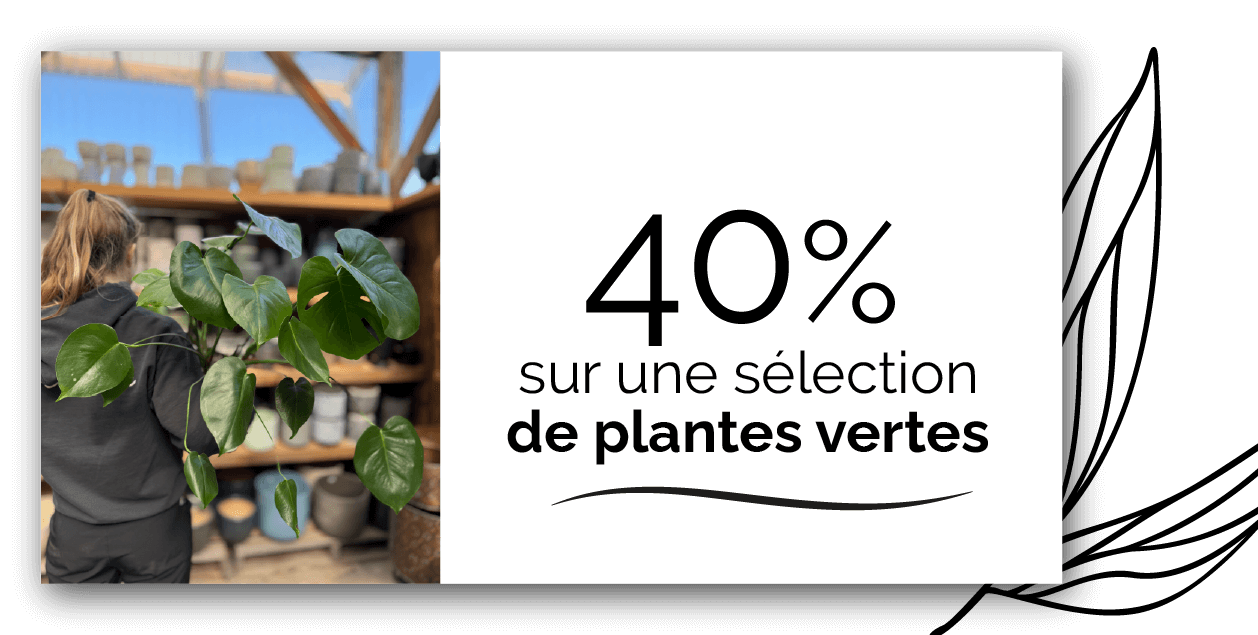 promotion-plantes-verte