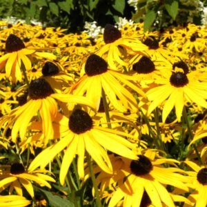rudbeckia