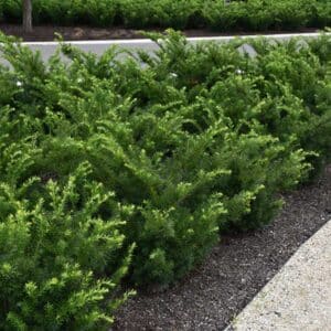 taxus-media