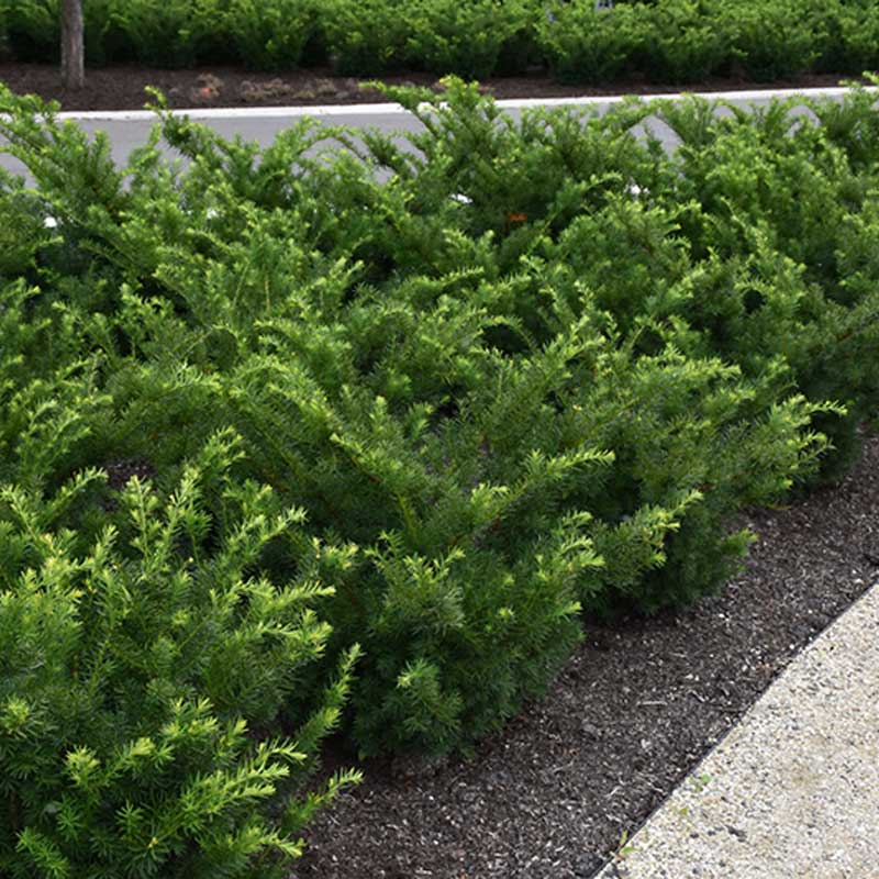 taxus-media