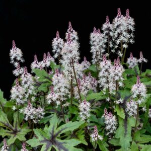 tiarelles-cordifolia