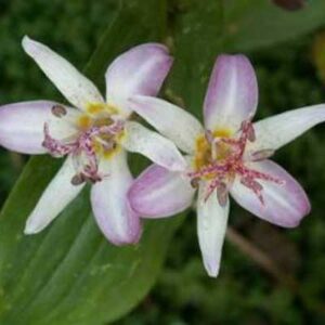 tricyrtis
