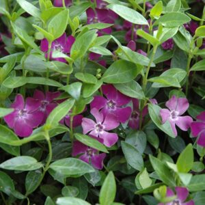 vinca-minor