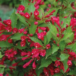 weigela-florida-red-prince