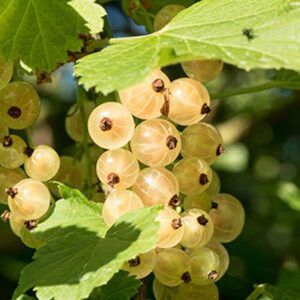 gadelier-white-imperial