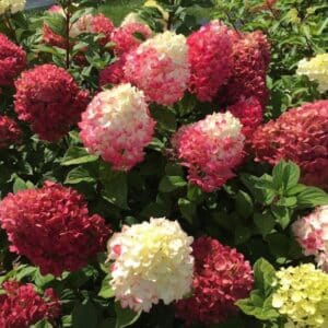 Hydrangea Little lime Punch