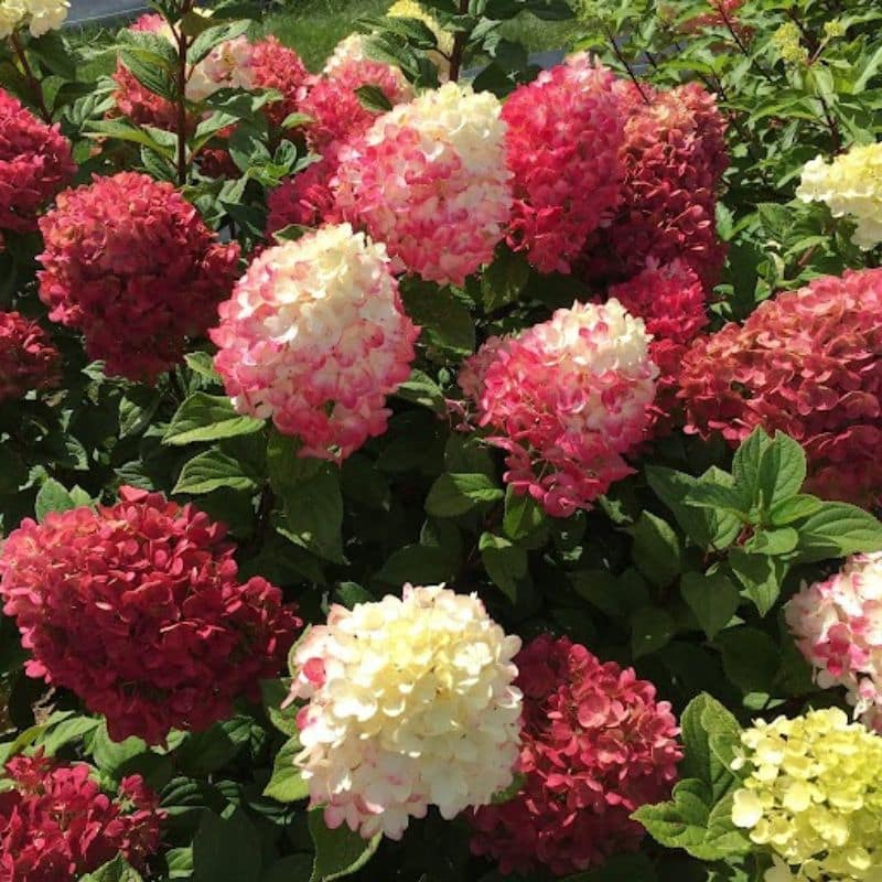Hydrangea Little lime Punch