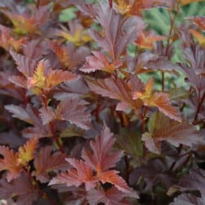 Physocarpus opulifolius &lsquo;Center Glow&rsquo;