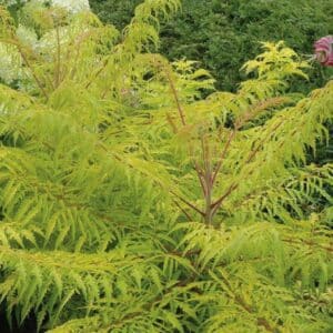 Rhus typhina &lsquo;Tiger Eyes&rsquo;