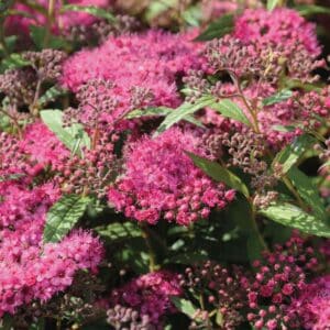 Spiraea japonica ‘Anthony Waterer’