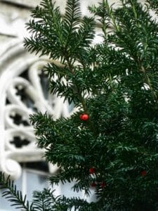 taxus_media