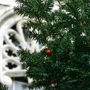 taxus_media