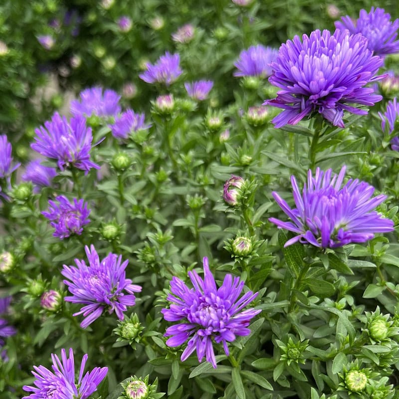 aster